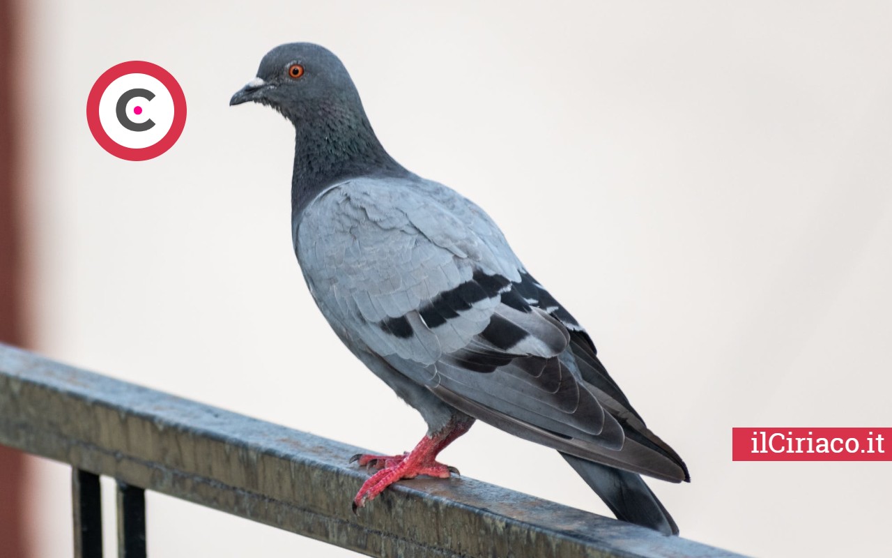 Scaccia cimici e piccioni: 5 trucchi che funzionano davvero