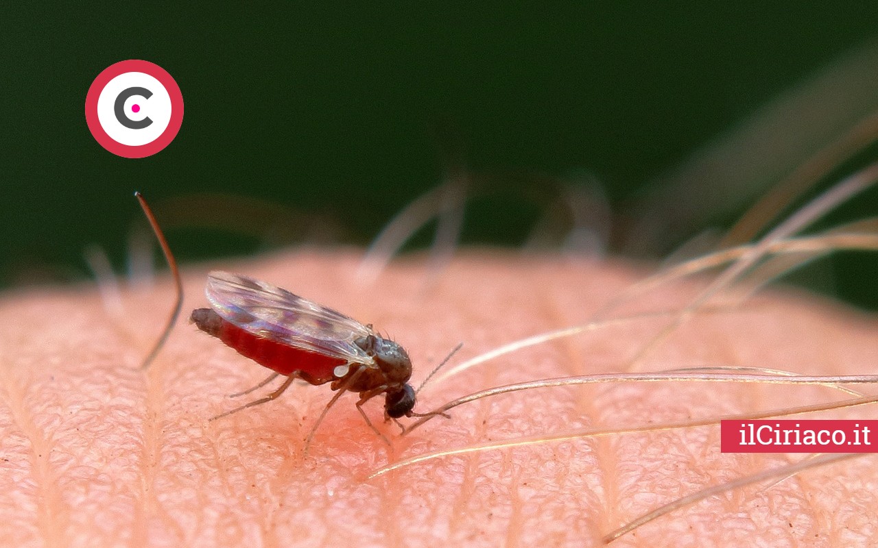 Rimedi contro i moscerini: Soluzioni naturali - Autoproduciamo