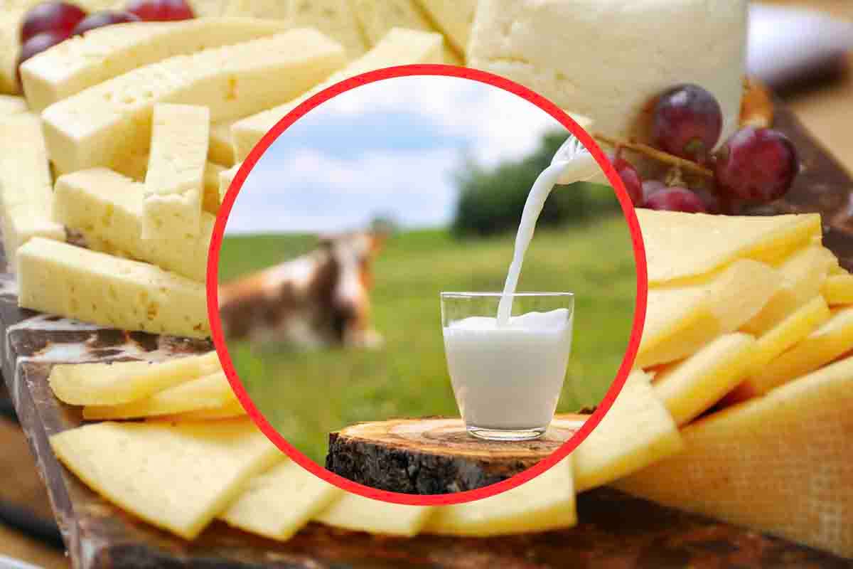 rischi provenienti da latte e formaggi