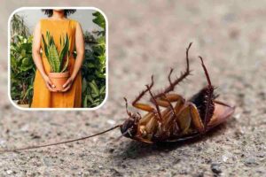 Come mandare via gli scarafaggi da casa
